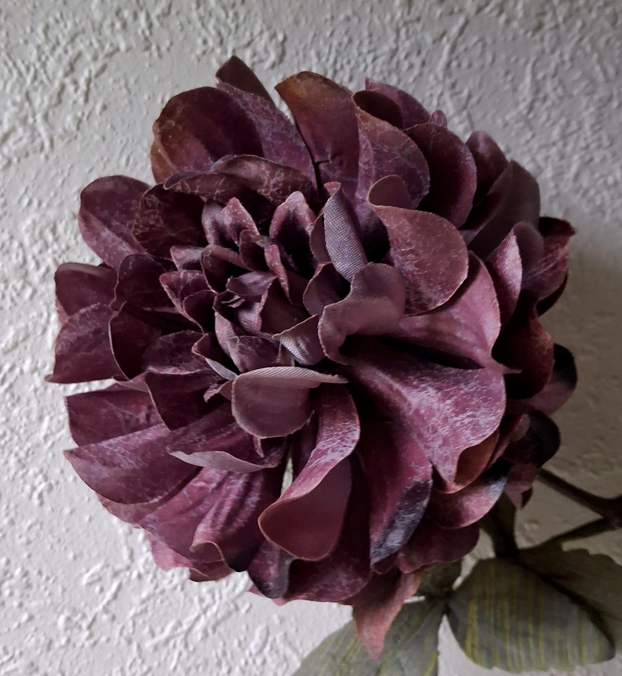 Dahlia