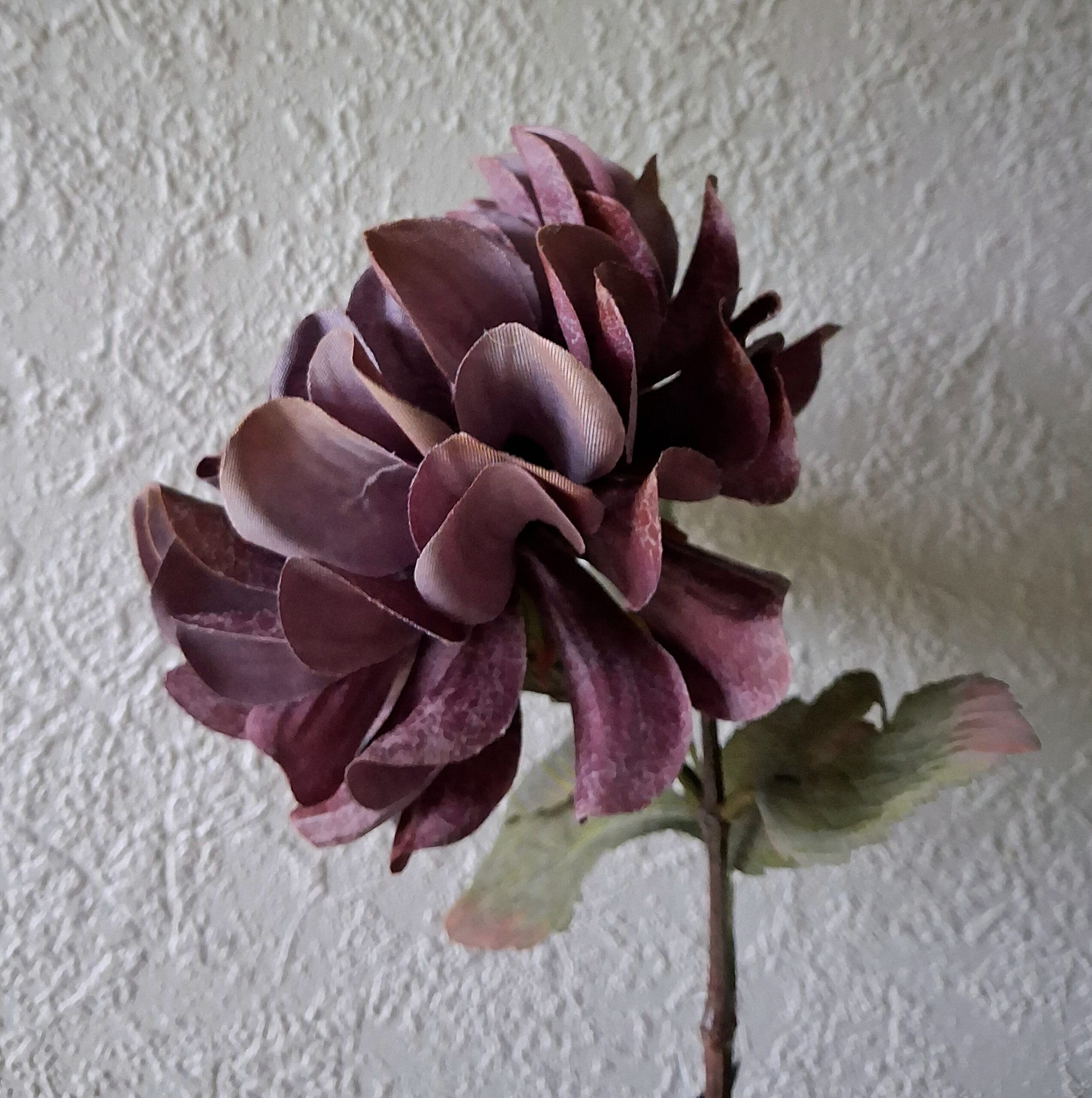 Dahlia