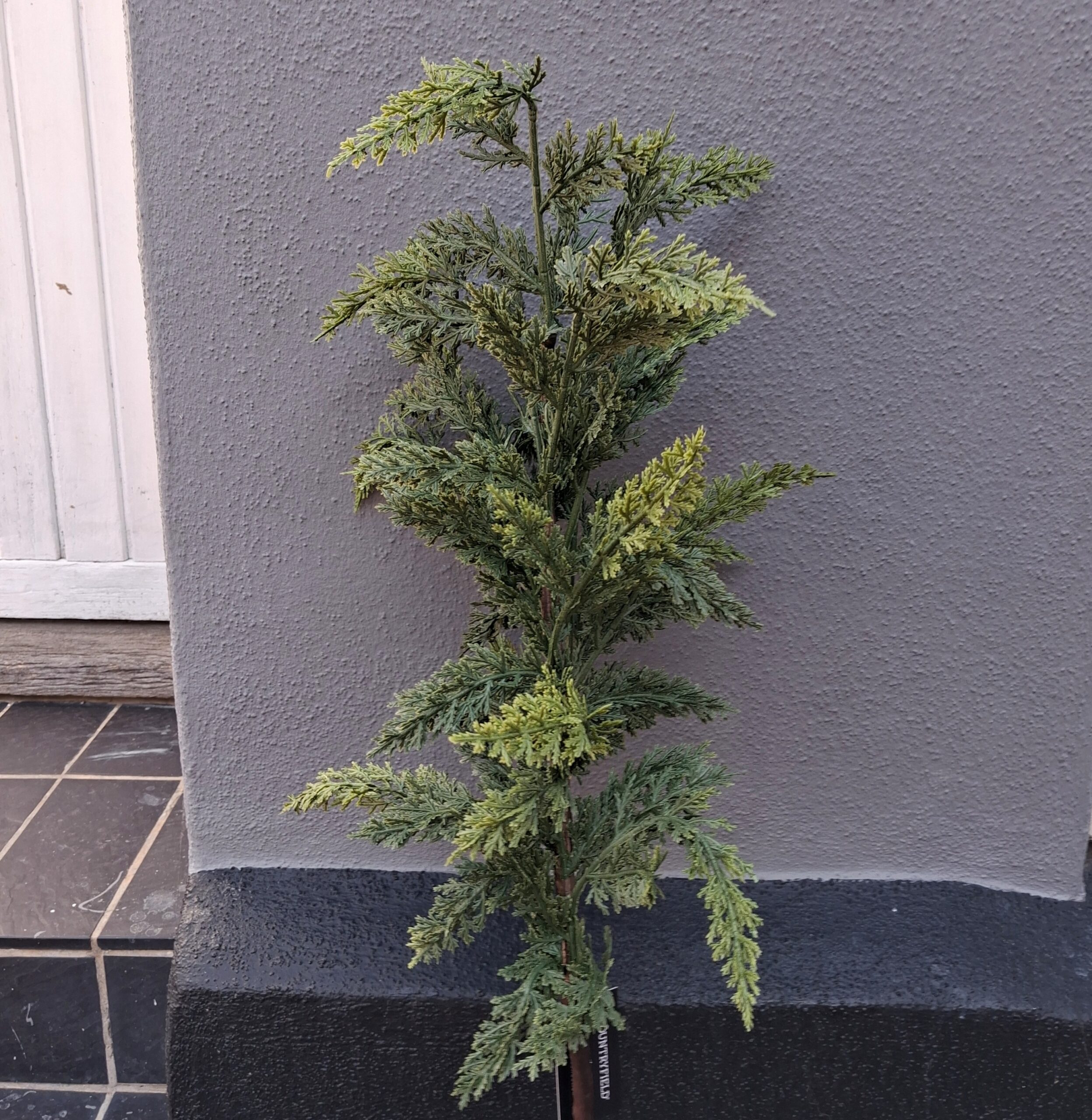 Flotte store Cypres grene til de store vaser