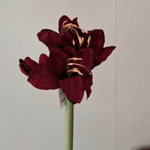 Flot bordeaux Amaryllis stilk med fyldigt blomsterhoved