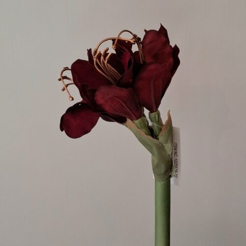 Flot bordeaux Amaryllis stilk med fyldigt blomsterhoved