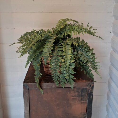 Stor fyldig Bregne med mange grene