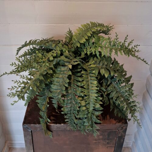 Stor fyldig Bregne med mange grene