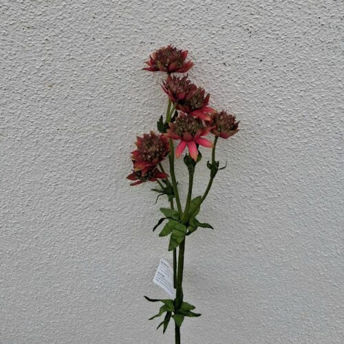 Astrantia – Stjerneskærm vinrød