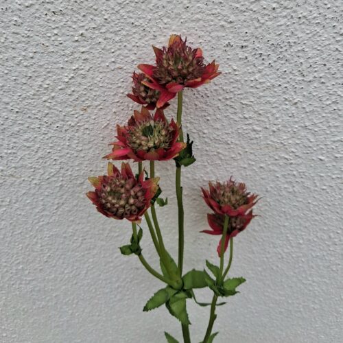 Astrantia – Stjerneskærm vinrød