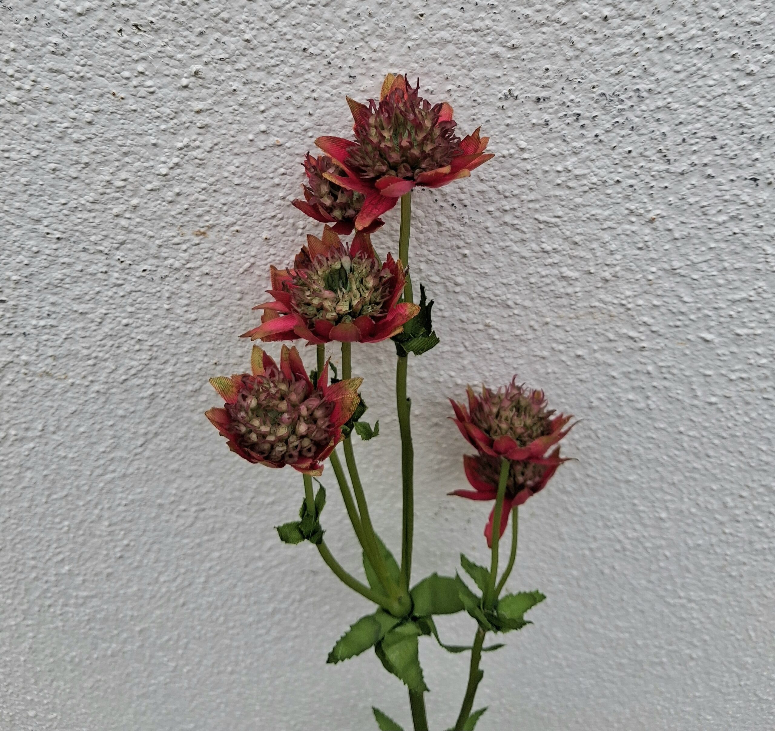 Astrantia - stjerneskærm vinrød