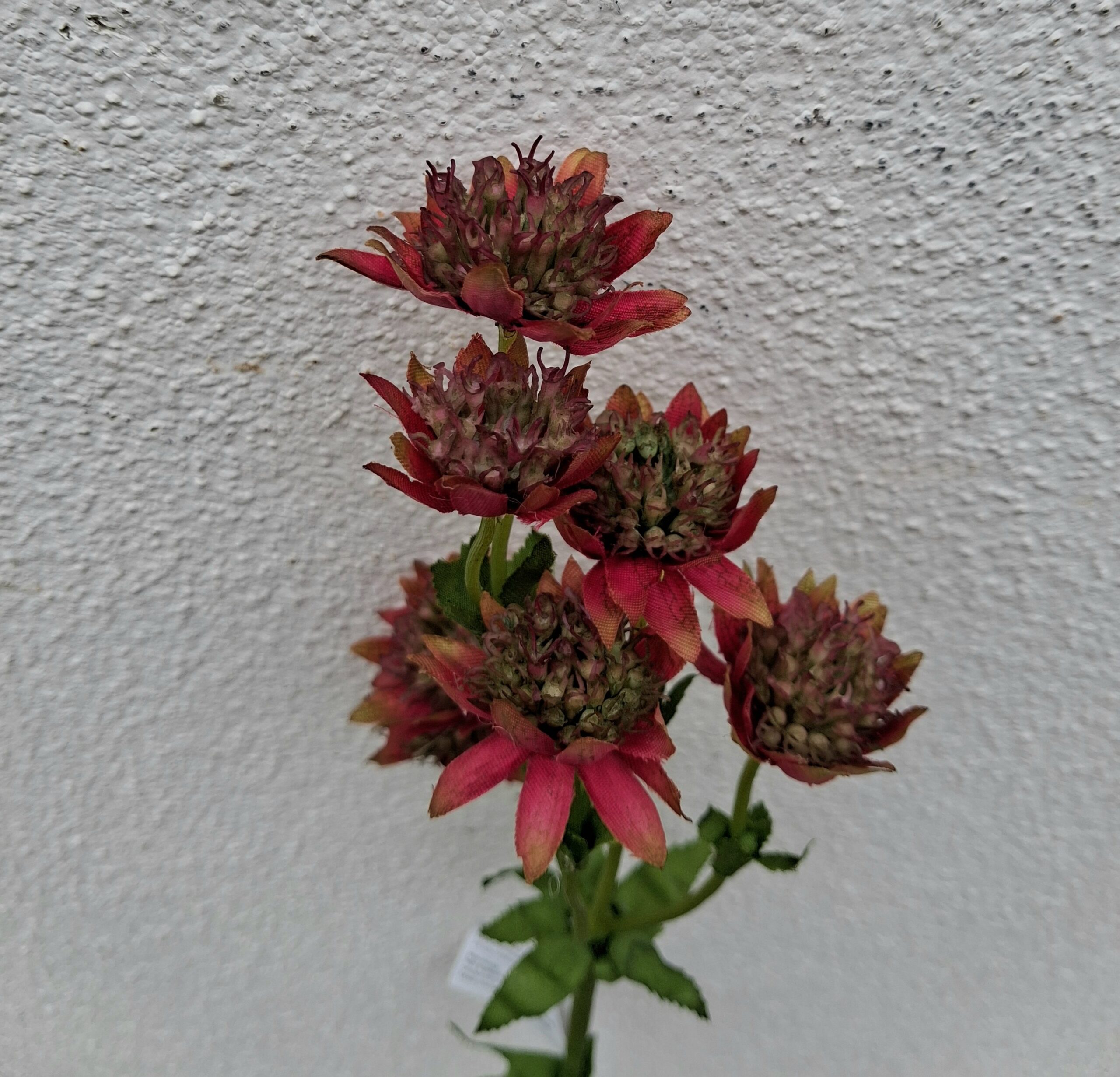 Astrantia - Stjerneskærm