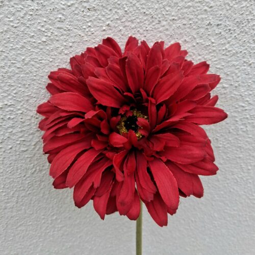 Gerbera brændt rød blomst – med stort pjusket hoved