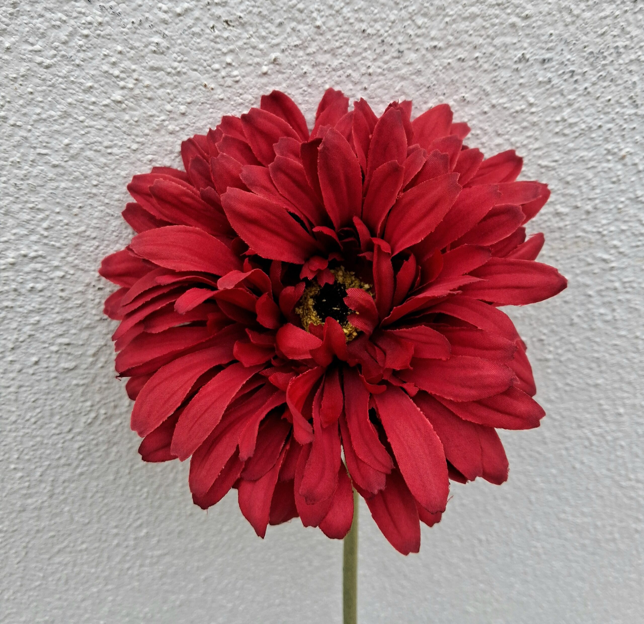 Gerbera brændt rød blomst