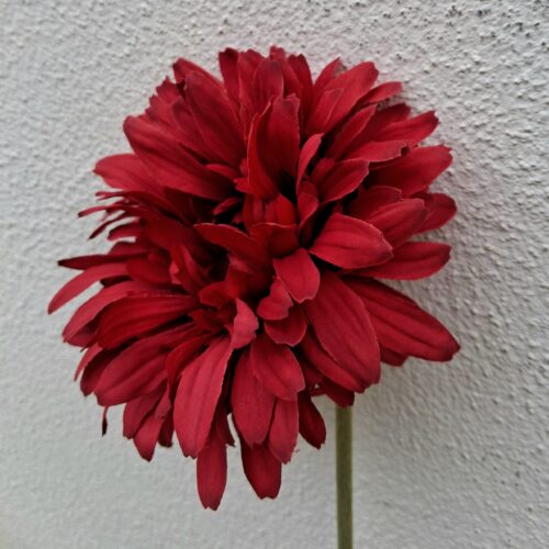 Gerbera brændt rød blomst – med stort pjusket hoved