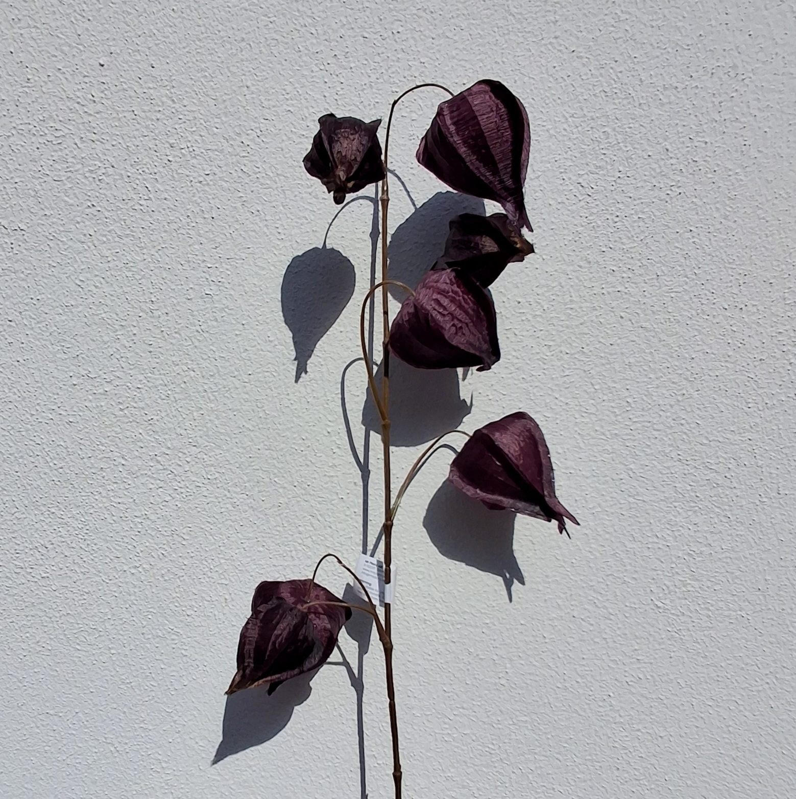 Physalis dyb lilla