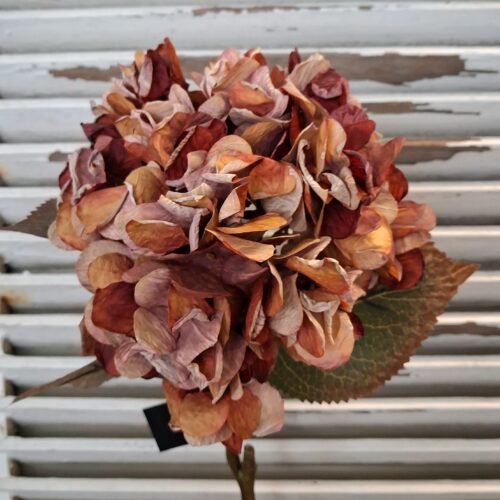 Smuk Hortensia i brune toner – “tørret”
