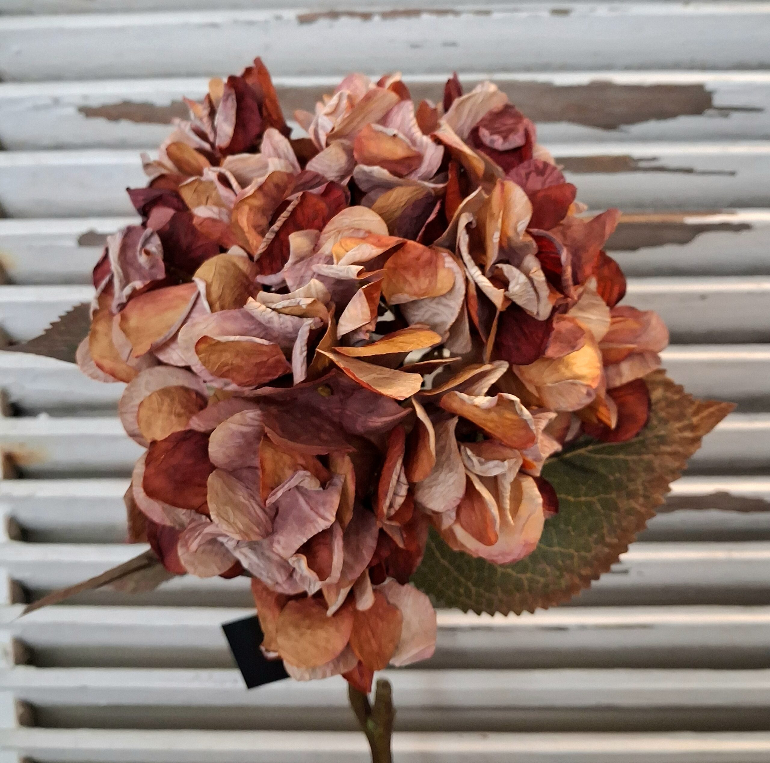 Smuk Hortensia i brune toner - "tørret"