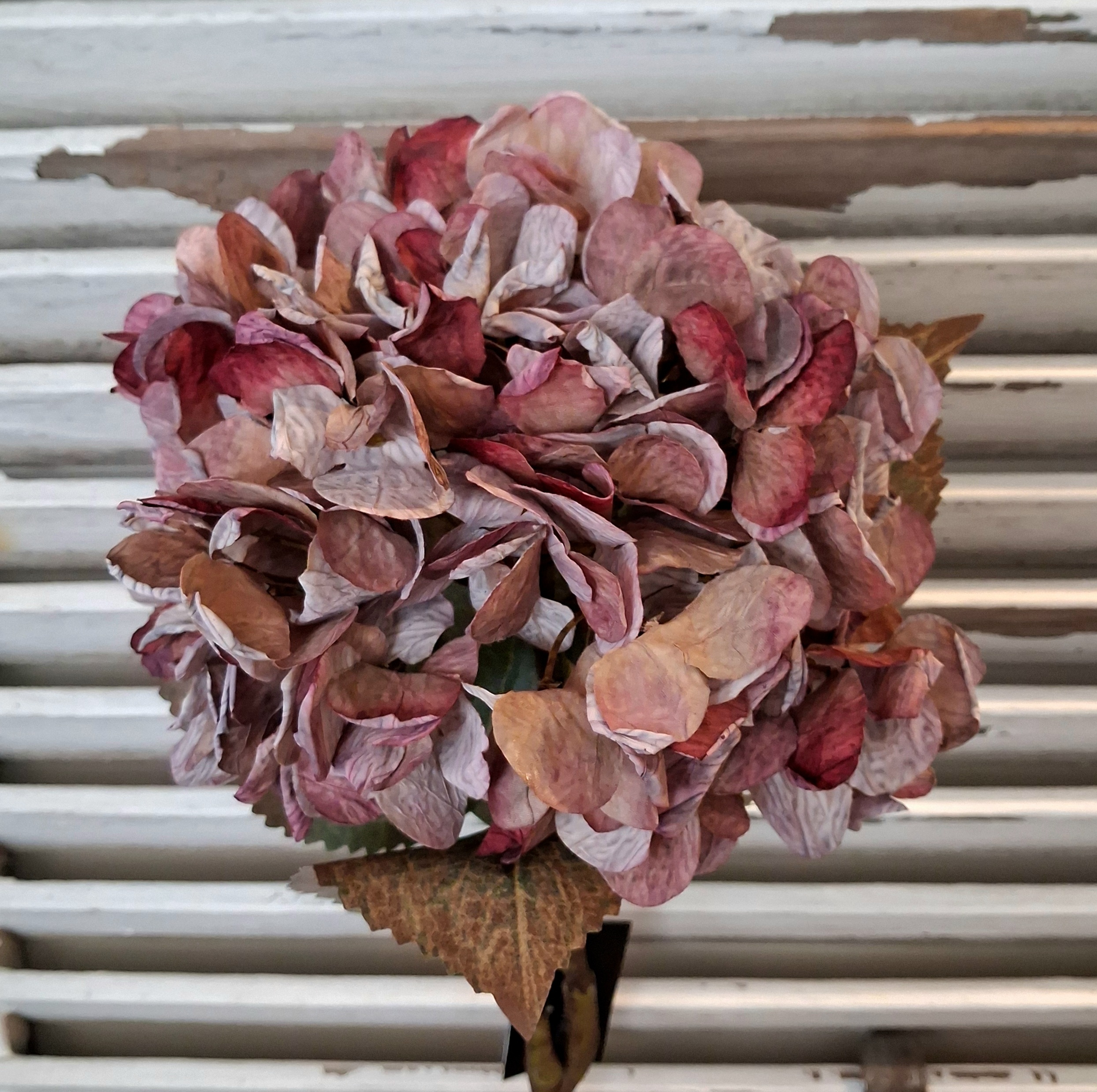 Smuk Hortensia i lilla toner - "tørret"