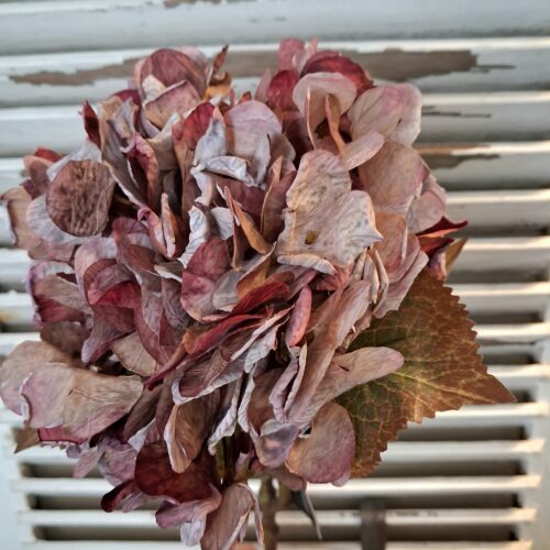 Smuk Hortensia i lilla toner – “tørret”