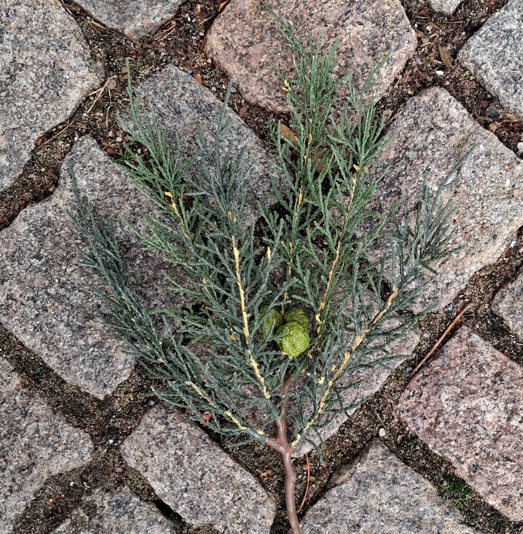 Fin kunstig Cypres gren med lille kogel